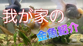 我が家の金魚を紹介します！