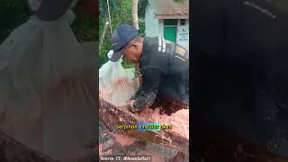 Proses Panjang pembuatan Tepung Sagu Tradisonal