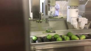 Our automated Sprout Peeler - video 1