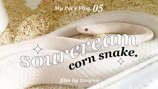 My Pet’s Vlog.05 | 🐍 ทำไมถึงเลี้ยง Corn Snake? / น้องราคาเท่าไหร่ / เคยโดนกัดมั้ย!