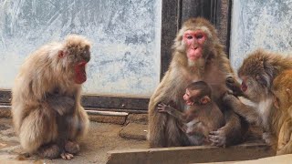 【高尾山さる園】お母さんの所に戻りたい赤ちゃんザルのケチャップくん