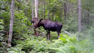 Vidéo d'un orignal (gros buck) avec velours