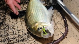 Shad Tactics Boat And Bank