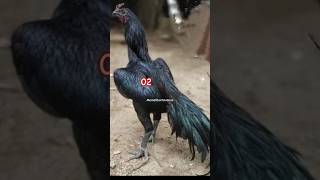 Top 10 Pakistani Aseel Murga Tiktok videos #murga #rooster #aseelmurga #aseel  #shortsvideo #shorts