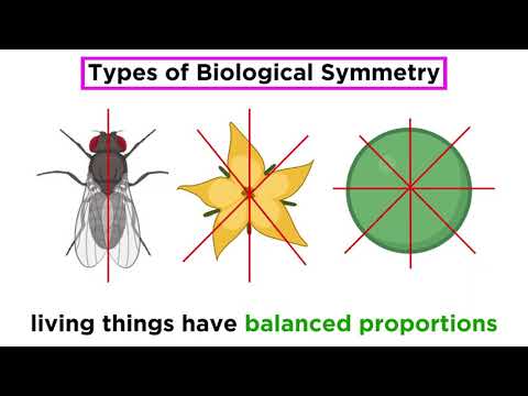 What are the 2 types of body symmetry?