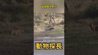 雄獅圍攻野牛，讓野牛沒辦法逃跑 #動物世界 #獅子 #野牛