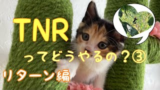 はじめてのTNR～TNRってどうやるの？③リターン編