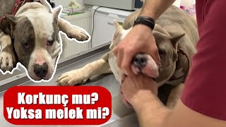 BIG BABY BULLY! Naughty Boy At Home Comes To Vet Clinic!