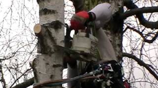 Dismantling cuts on birch tree in Stretford, Manchester