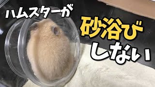 ハムスターが砂浴びしない理由はこれかも！