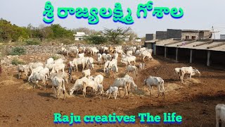 శ్రీ రాజ్యలక్ష్మి గోశాల  మట్టపల్లి # cow's farms