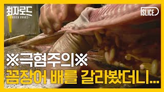 ★궁금한 사람만 클릭★ 리얼해서 보기 힘든 꼼장어 해체 무삭제판｜[최자로드2] EP.10