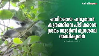 ചാടിപ്പോയ ഹനുമാൻ കുരങ്ങിനെ പിടിക്കാൻ ശ്രമം തുടർന്ന് മൃഗശാല അധികൃതർ | GREY LANGUR \\ ZOO | MONKEY