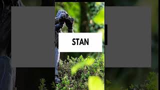 STAN! STAN! STAN! It's not a name of a person! Watch this to know the meaning of this word!! #stan