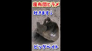 【貴重映像】座布団ヒラメがビッグベイトを吐くシーンに遭遇しました。丸吞み！#shorts