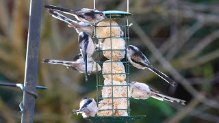 Wild birds feeding in Shropshire garden 4k60 - Sony A6700, Sony 200-600mm, DJI mic