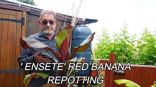 How to grow and Repot an Ensete, Red Banana