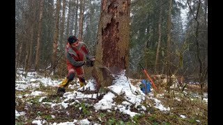 Как свалить полуметровое дерево целиком. How to knock down a whole tree.