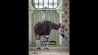 The okapi, a rare forest-dwelling mammal, ||#wildlife #intrestingfacts #okapi #wildlifeprotection