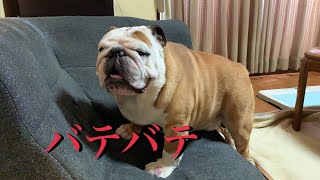 暑くてバテバテのブルドッグ