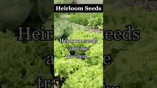 Heirloom Seeds #backyardgardens #heirloom#heirloomseeds#smallgarden#garden#gardening #gardeningtips