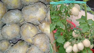 Tomato graft in potato plant আলু গাছে টমেটো কলম করবেন যেভাবে