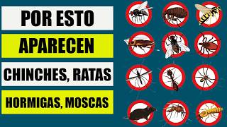 🐜SIGNIFICADO EMOCIONAL por el que APARECEN PLAGAS: CHINCHES, RATAS, HORMIGAS, MOSCAS, CUCARACHAS