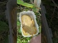 i found a dryad s saddle mushroom in my backyard gardening pheasantsback dryadsaddle mushroom