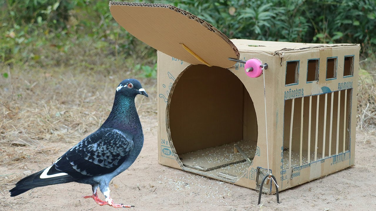 Easy Diy Quick Pigeon Trap Using Cardboard Box Trap Processing Youtube