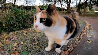 撫でるとゴロゴロと喜ぶ三毛猫がカワイイ