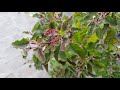 Some Herbal Plants of my terrace Garden#Medicinal Plants and their uses🌿🌱🌿🍃🌿🌿🤗