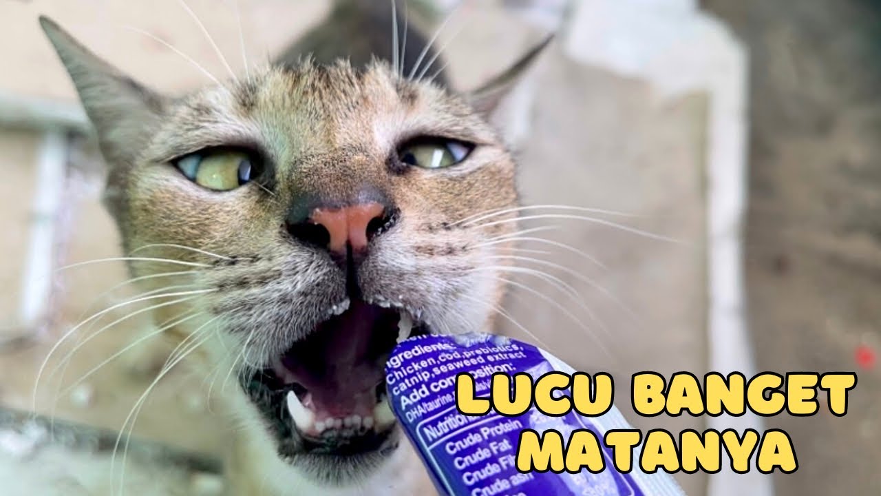 Kucing Lucu Si Tileng Suka Banget Sama Makanannya Meong Streetcats