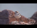 malaysian plover charadrius peronii