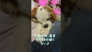 可愛いキャバリア～とっても甘えん坊でしょ(Cute Cavalier ~ She's a spoiled child)