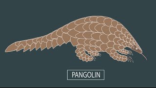 The Endangered Pangolin