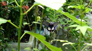 大鳳蝶求偶@金獅湖蝴蝶園 2011/11/03