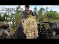 Harvesting This Years Bumper Crop of Garlic.