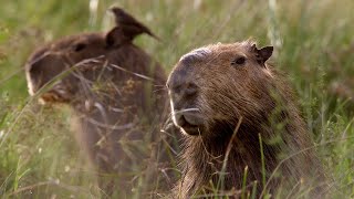 The Soothing Wetlands of Argentina | The Wild Place | BBC Earth