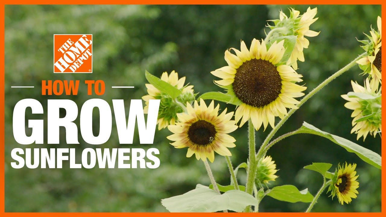 How To Plant & Grow Sunflowers | Gardening Tips & Projects | The Home ...