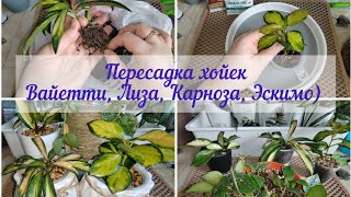 Пересадка хойек (свежий грунт,новые стильные кашпо и кашпо Handmade). Открываю канал в телеграмм.