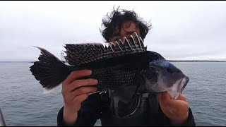 Insane Black Seabass fishing Buzzards Bay MA | 抽铁板黑海鲈