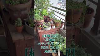 【植物日記】 早朝のベランダガーデン　2023.06.15 AM5:45