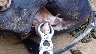 Bull Castration by close method (By Burdizzo castrator)