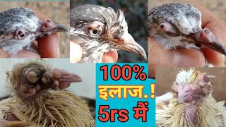 100% illaj 5rs Me. Fodi, Funsi, Chicken \u0026 Pigeon Pox, Matta Devi Kabootaro Ko Aaye To kya Kare.?