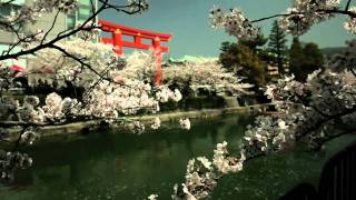 京都　桜　kyoto sakura 2011