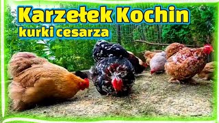 Karzełek Kochin - Kury chińskiego cesarza - moja opinia o rasie