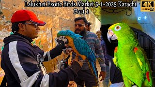 Lalukhet Exotic Birds and Parrots Market 5-1-2025 Karachi | Hen and Rooster Latest Market Updates