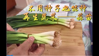 不买种子，再生蒜苗，盆栽种植，冬季小家庭也能吃到新鲜的蒜苗！ How to grow garlic without seeds?