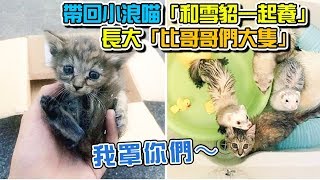 帶回小浪貓「和雪貂一起養」　長大「比哥哥們大隻」還自認是貂：我罩你們～