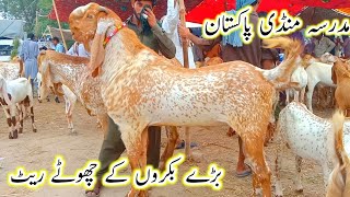 Bade bakro k chhote rate|Madrasa bakra mandi Pakistan|makhi cheene or beetle breeder bakre